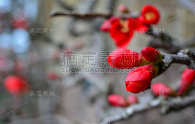 木瓜。红色的花。一种开花Cydonia (Chaenomeles speciosa)植物的特写