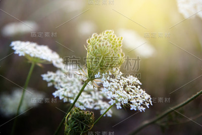 美丽的花与光