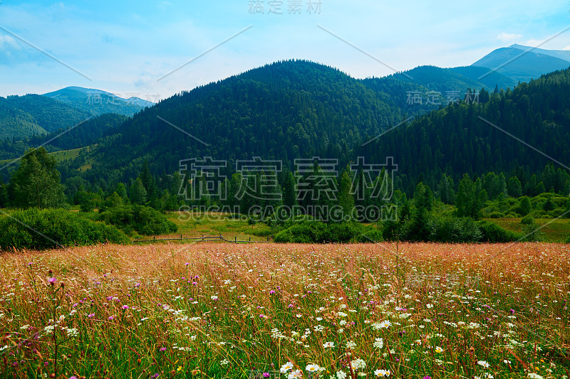 野生自然，喀尔巴阡山的夏季景观，野花和草地，山上云杉，美丽的多云天空