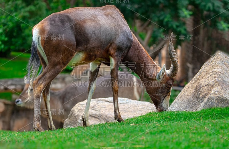 Blesbok grazing