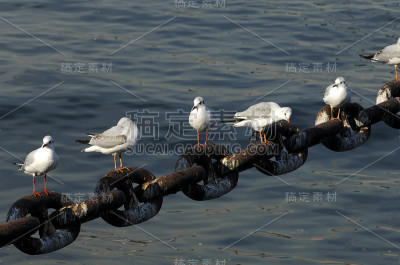 海金