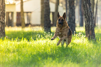 快乐的德国牧羊犬狗玩耍