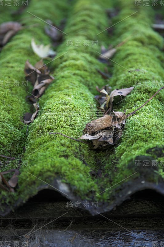 苔藓在屋顶