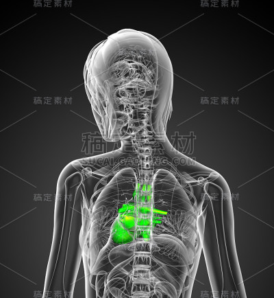 3d渲染人体心脏的医学插图