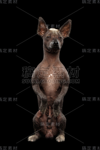 无毛墨西哥犬品种，工作室肖像上的黑色