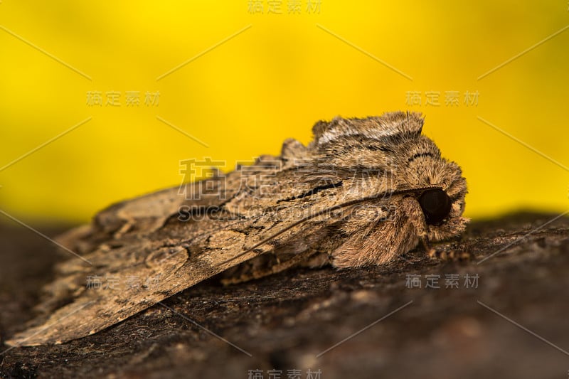 深色拱门(Apamea monolypha)在休息的侧面