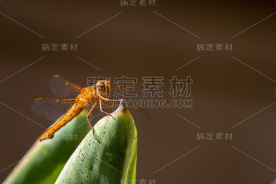 蜻蜓特写镜头