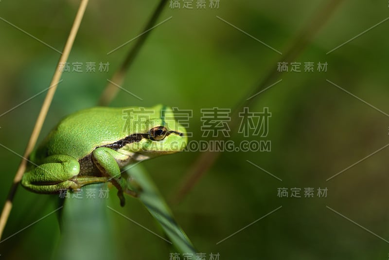 一只绿色的小树蛙藏在草地的草丛和树枝之间