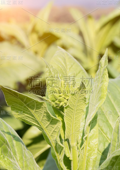 烟草属草本植物