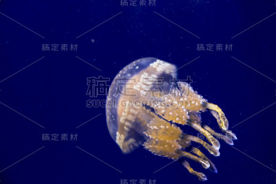 水中有斑点水母或巴布亚水母