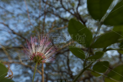 大树的粉红色花朵