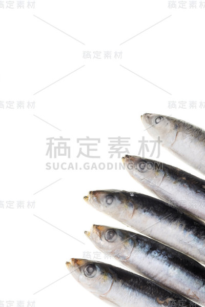 原始欧洲鳀鱼