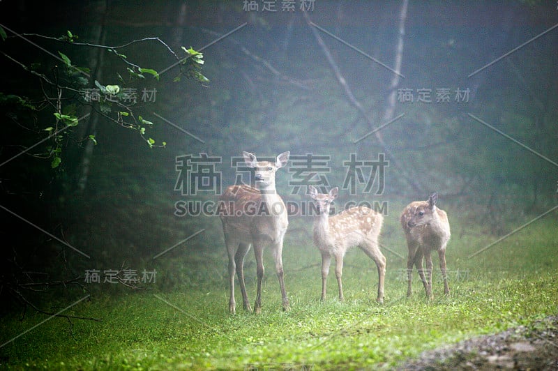 梅花鹿的母亲