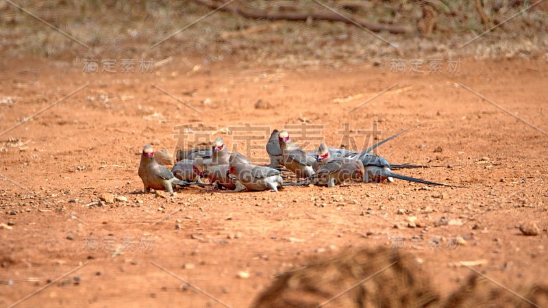 红着脸mousebirds