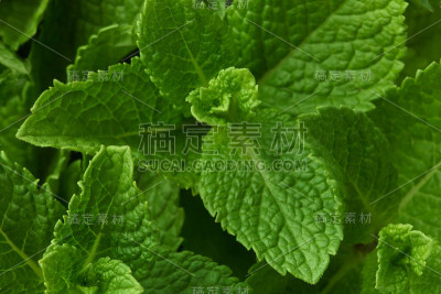 新鲜薄荷特写