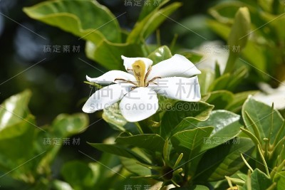 栀子花。