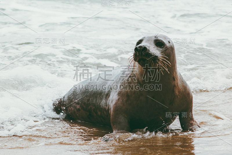 海豹滑稽的动物，在丹麦的格伦海滨，野生动物生态保护概念，北极海洋生物