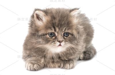 美丽的毛茸茸的小猫