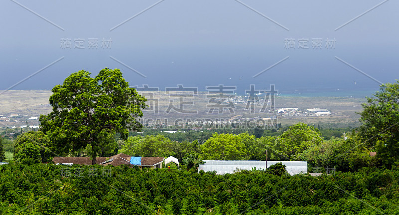 俯瞰科纳咖啡种植园从Mamalahoa高速公路，凯卢阿科纳，大岛，夏威夷