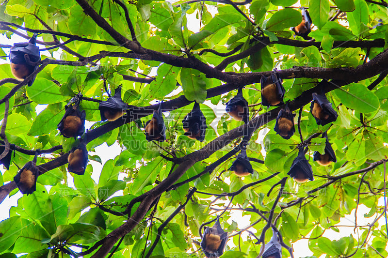 在泰国曼谷的Wat Po，泰国差春骚，用泰语说的Lyle's flying fox, Pteropu