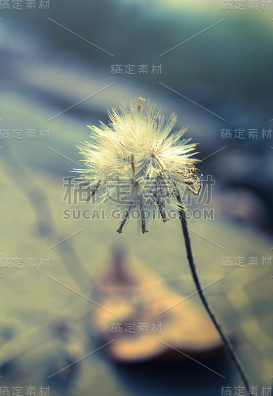 开花的小草，复古风格的色彩。