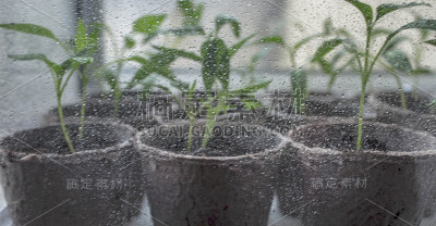 种植植物