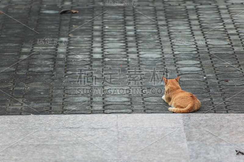 街上漂亮的猫