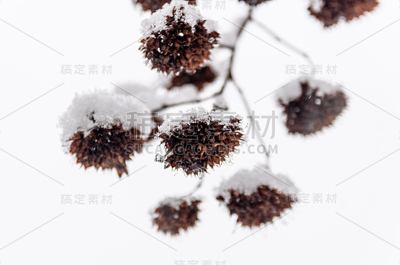 雪下的小草