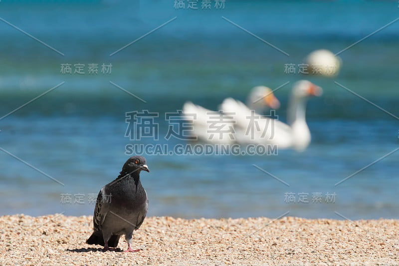 在希腊的拉夫提港，鸽子对阵两只天鹅。