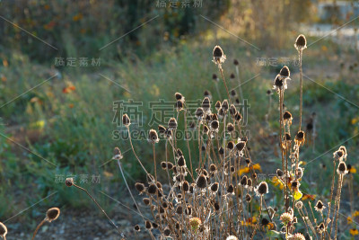 花在秋天