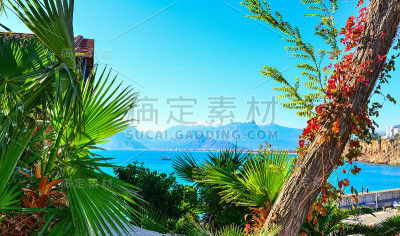 树和天空