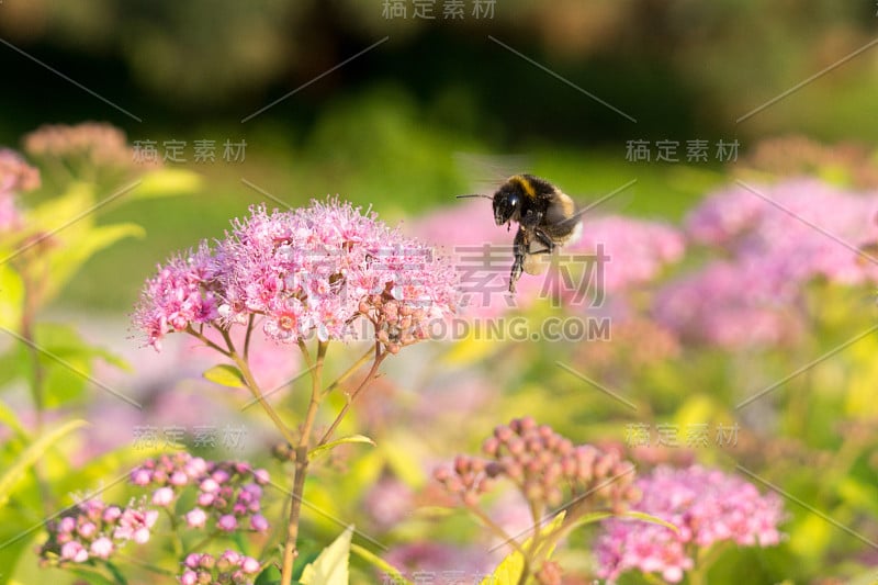 大黄蜂在花