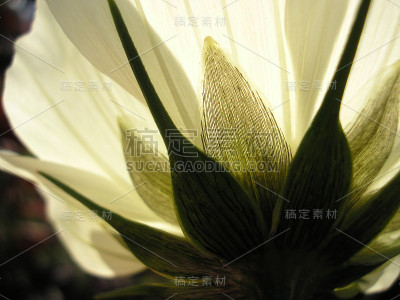 白色的花