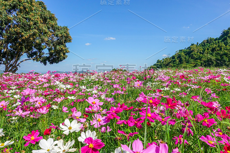 宇宙花在田野与树木和蓝天