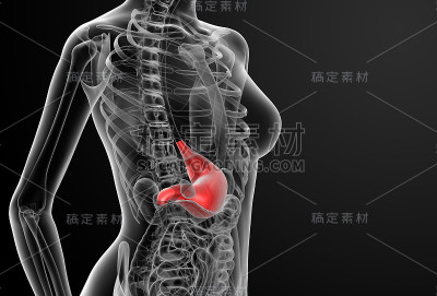 女性胃的3d渲染