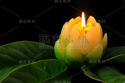 木兰蜡烛花