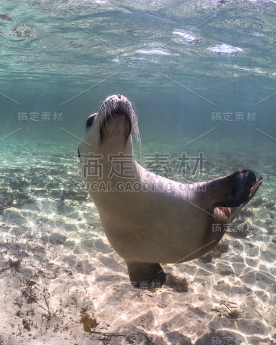 澳大利亚海狮
