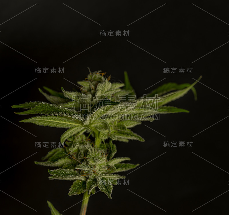 绿色成熟的法国饼干大麻大花黑色背景