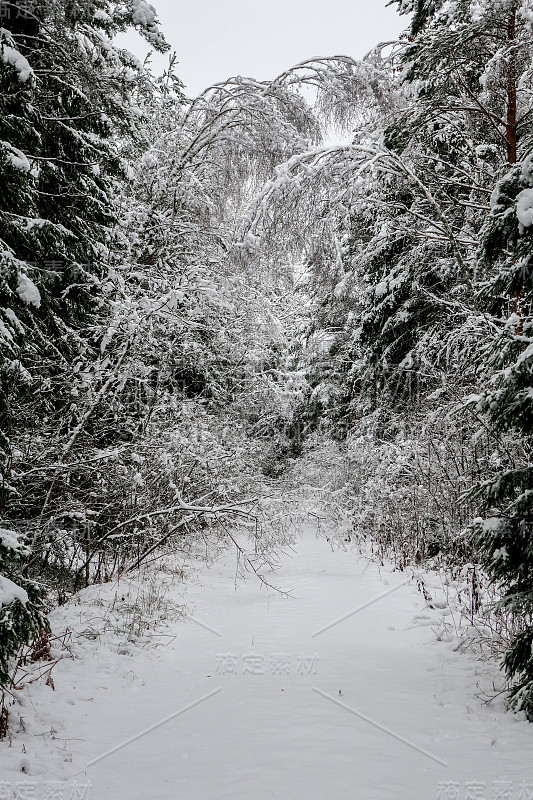 树枝上的大雪