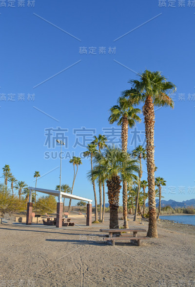 美国亚利桑那州莫哈维县哈瓦苏湖扶轮社区公园的遮荫树冠及棕榈树下的烧烤及野餐桌