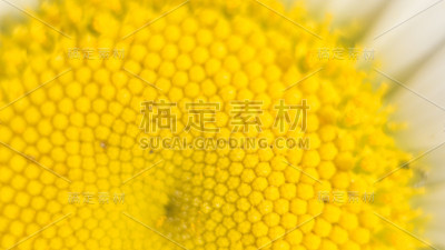 雏菊花的中心是由黄色雄蕊组成的基质。微距摄影作为一种独特的植物自然背景，以环境保护为主题