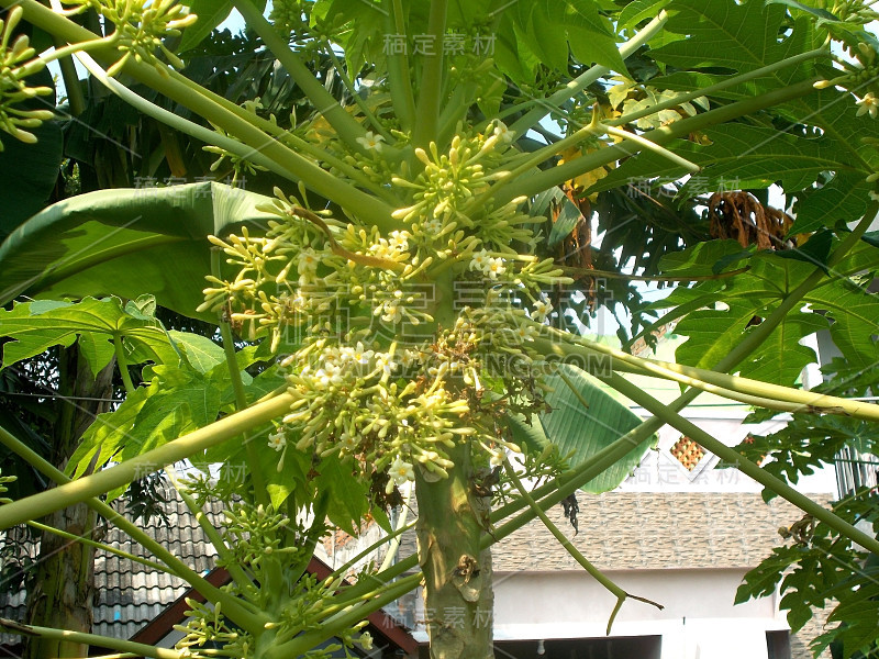 木瓜花在树上