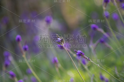 薰衣草