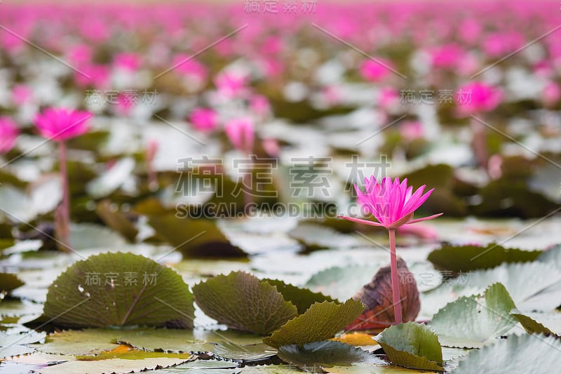 泰国乌隆塔尼的粉红色和红色莲花海