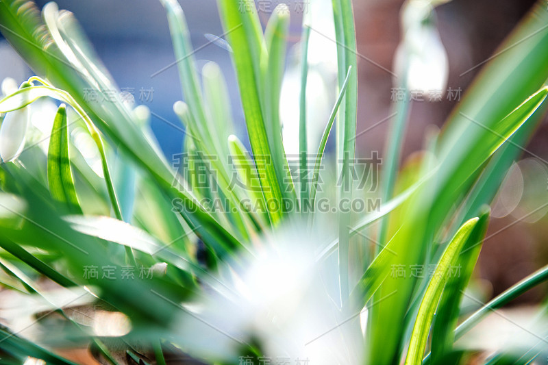 倾斜移散焦模糊微距拍摄雪莲多年生草本植物