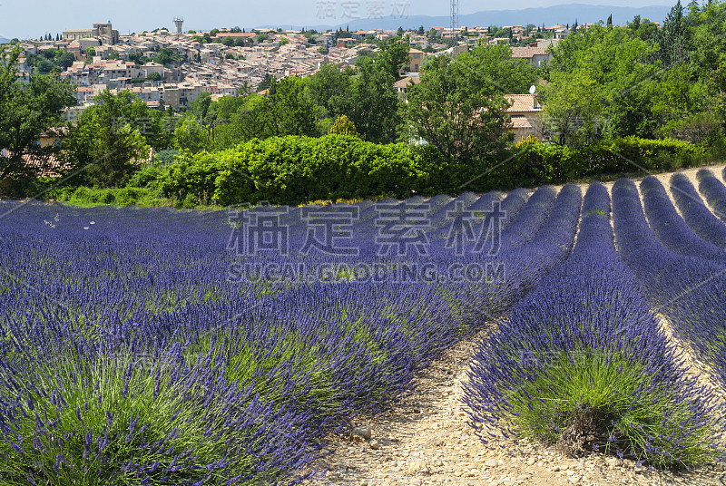 普罗旺斯(Provence)，薰衣草