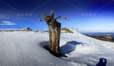 雪中的枯树