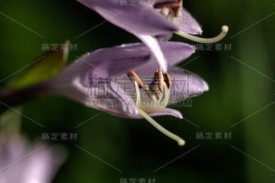 玉簪花。种植花。