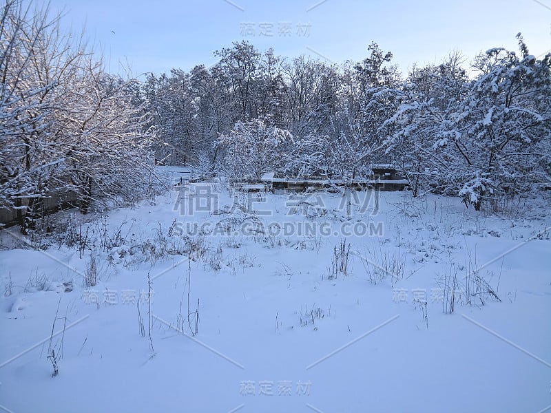 树在雪中，俄罗斯的冬天，阳光和雪，冬天的景色，融雪，潮湿的雪覆盖在树林里的树