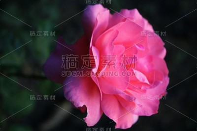 粉色玫瑰